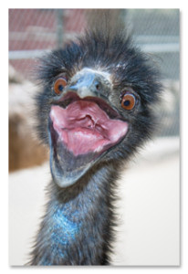 emu